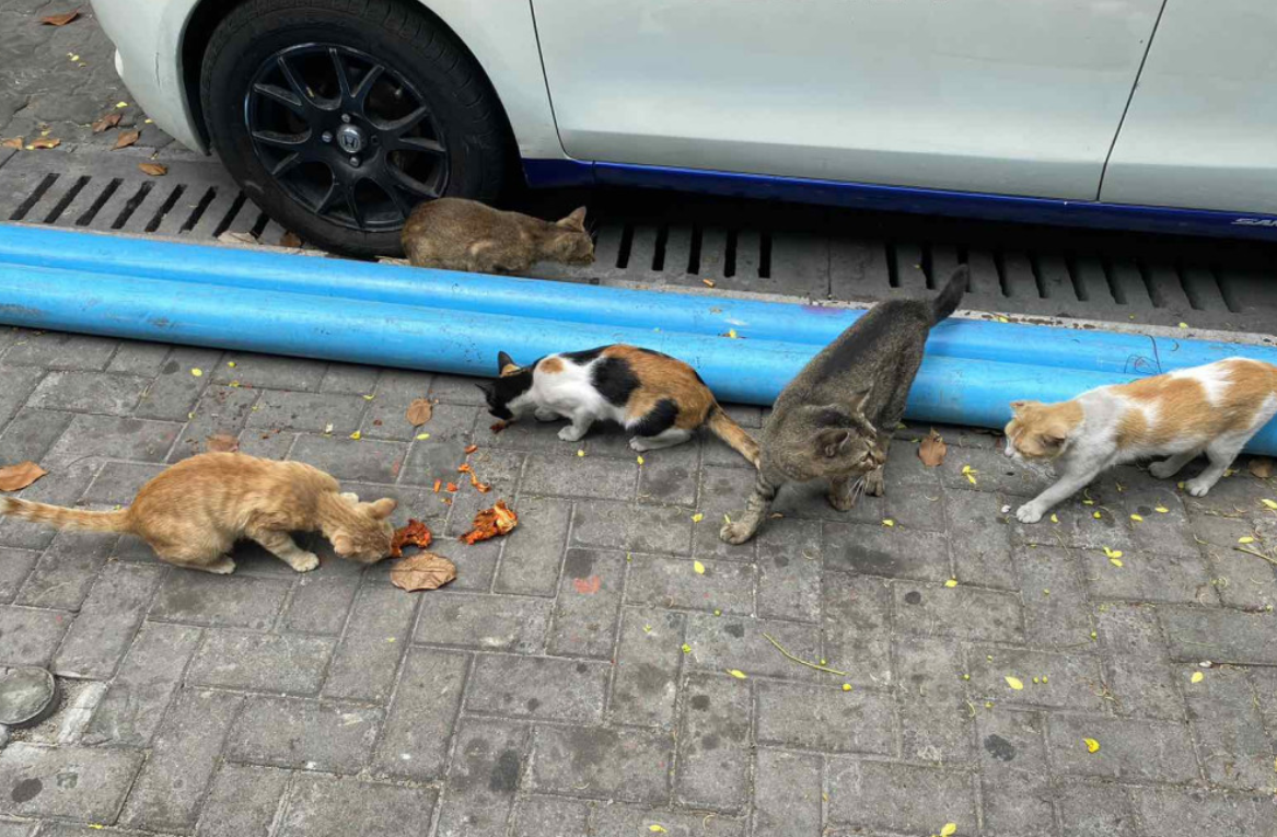 މަގުމަތީ އުޅޭ ބުޅާތަކަށް ގޯނާ ނުކުރަން އިލްތިމާސްކޮށްފި