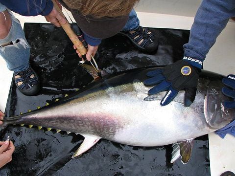 ދުނިޔޭގެ ބާޒާރުގައި ފިނިކުރި ތާޒާމަހަށް އޮތް ޑިމާންޑް ދަށްވެއްޖެ